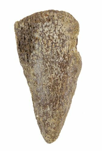 Juvenile Thescelosaurus Ungual (Claw) - Montana #40761